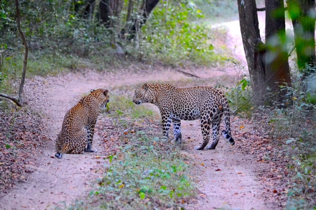 Safari tours in Sri Lanka