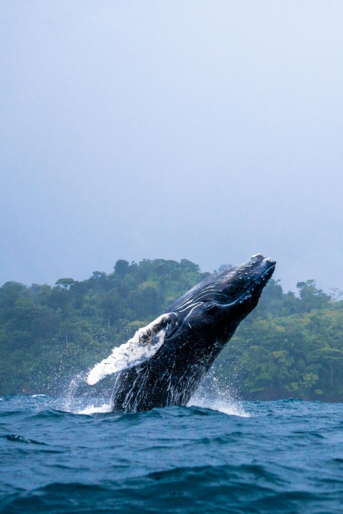 whales Sri Lanka